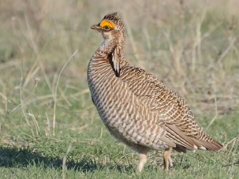 Drummond secures reversal of protections for lesser prairie chicken