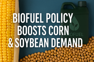 ChatGPT graphic showing biofuel policy boosts corn and soybean demand