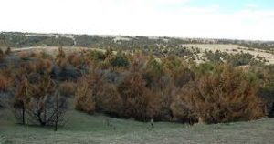 prairie full of red cedar trees