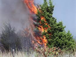 Cedar Tree on Fire
